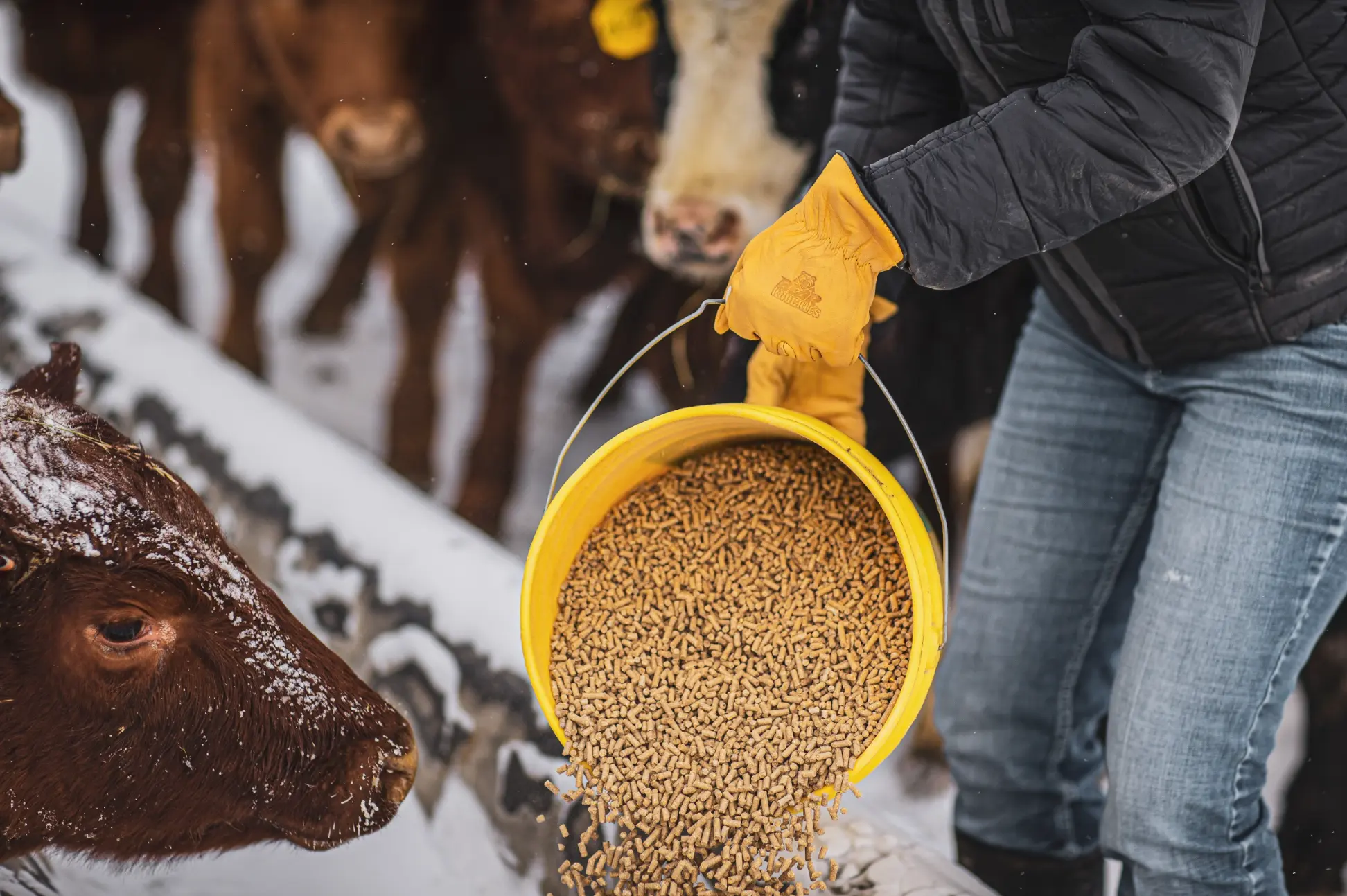 High Noon - D373 - INSULATED Bear Knuckles